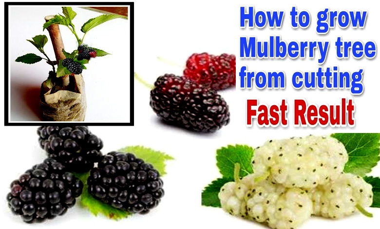 How to Grow Mulberry Tree From Cutting
