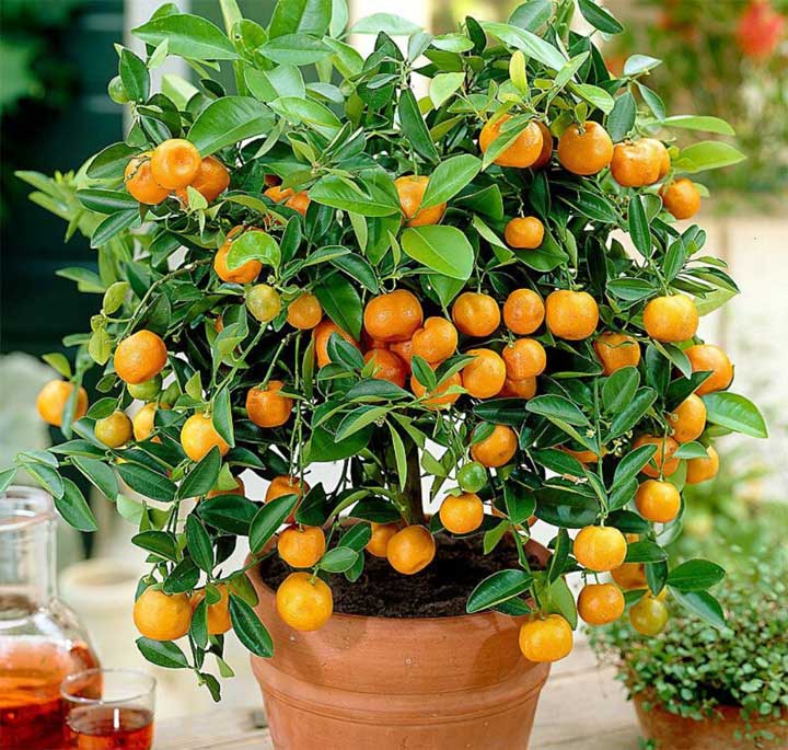 How To Grow Tangerines Tree From Seeds