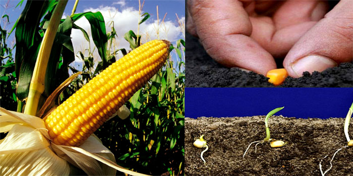 How to Grow Corn From Seeds 