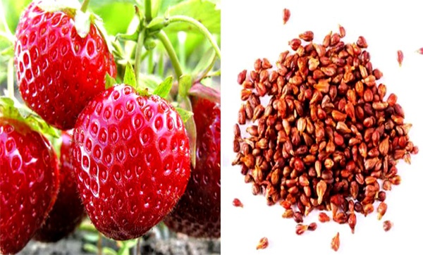 How To Grow Strawberries From Seeds