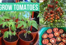 Brilliant Tricks For Growing Tomatoes From Seeds
