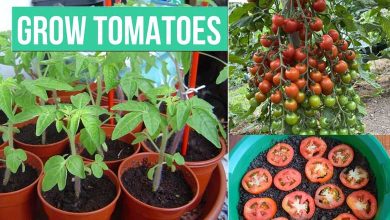 Brilliant Tricks For Growing Tomatoes From Seeds