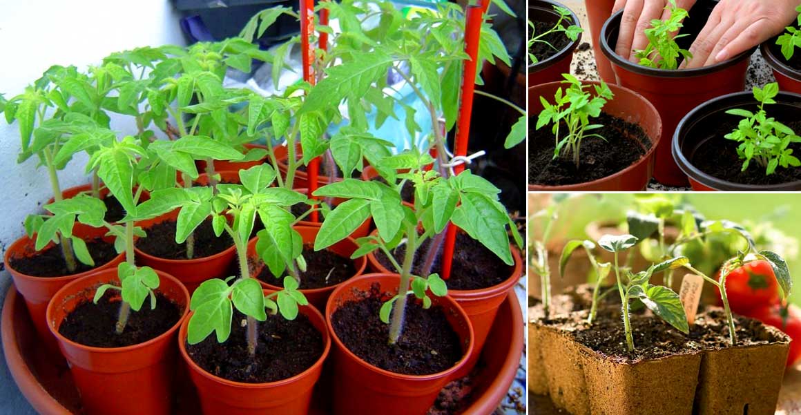Brilliant Tricks for grow tomato