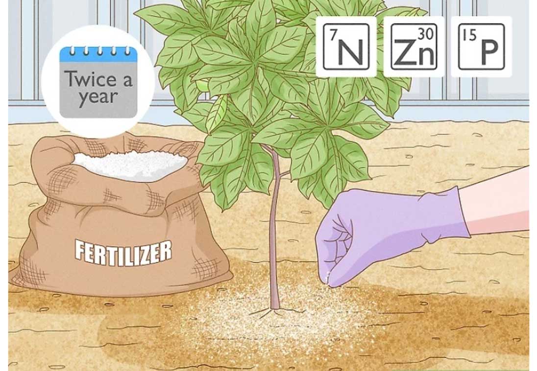 Grow Cashews best tips