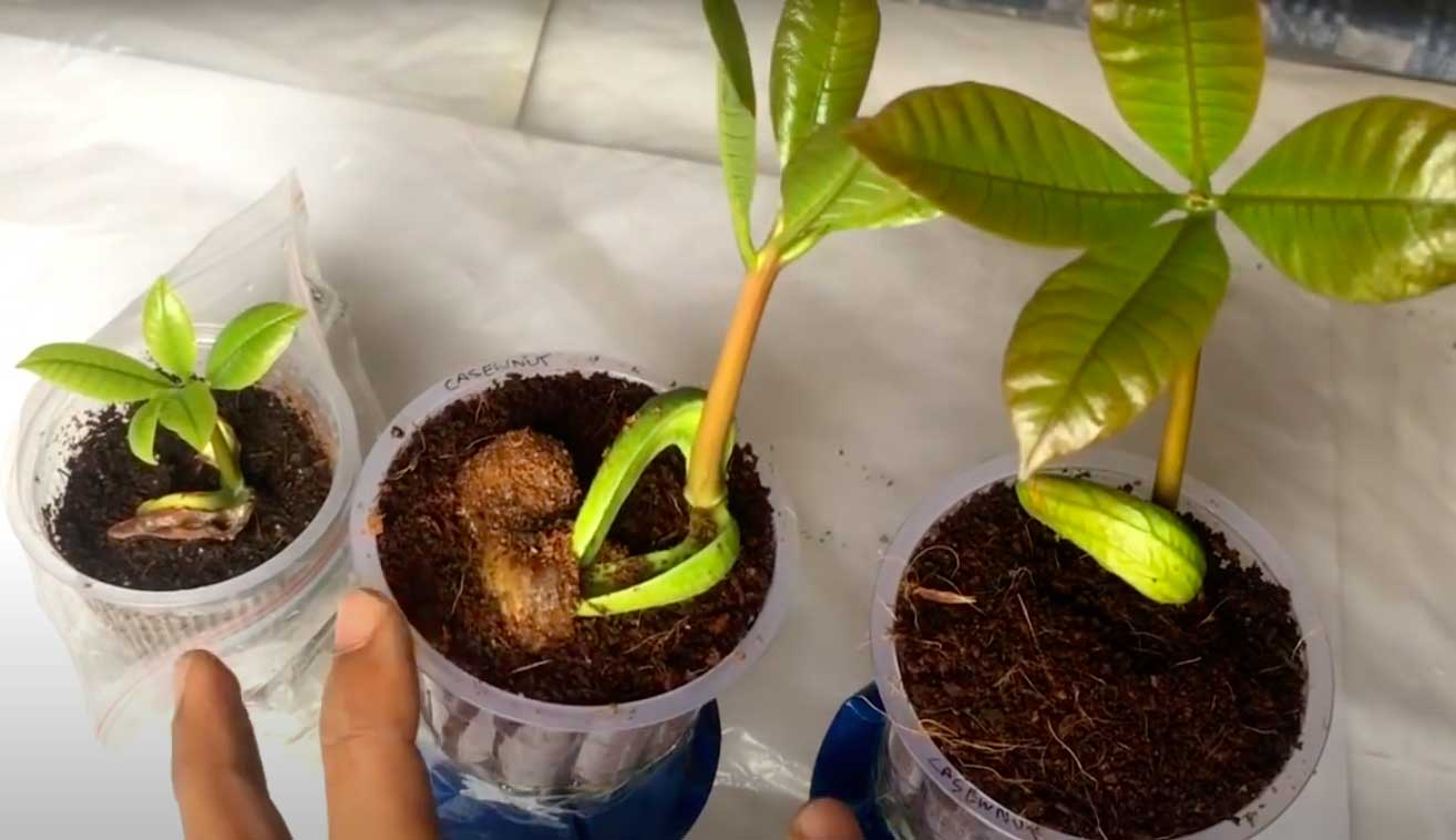 Growing Cashew nut at home