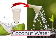 How Coconut Water for Plants Amazing Organic Fertilizer