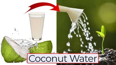 How Coconut Water for Plants Amazing Organic Fertilizer