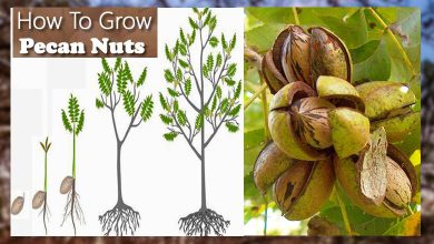 How Fast Do Pecan Trees Grow All Secrets Opened Here