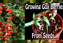 How To Grow Goji Berries From Seeds In Container