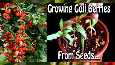 How To Grow Goji Berries From Seeds In Container