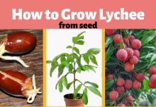 How To Grow Lychee Tree From Seed