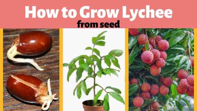 How To Grow Lychee Tree From Seed