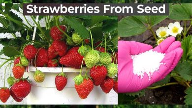 How To Grow Strawberries From Seeds