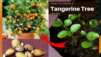 How To Grow Tangerines Tree From Seeds