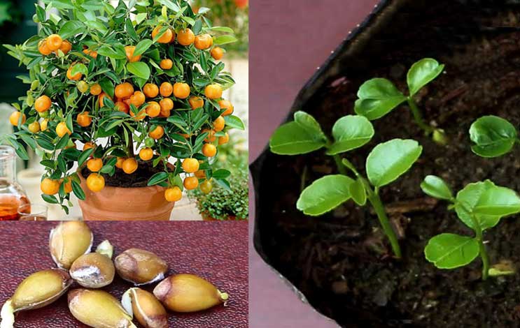 How To Grow Tangerines Tree