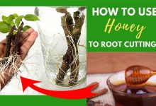 How To Use Honey As a Rooting Hormone