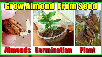 How to Grow Almonds From Seed In Any Condition