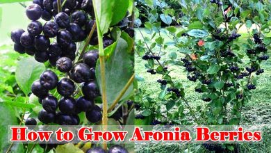 How to Grow Aronia Berries Super Food For Health