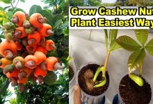 How to Grow Cashew Nuts Safely And Diseases Free