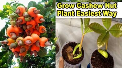 How to Grow Cashew Nuts Safely And Diseases Free
