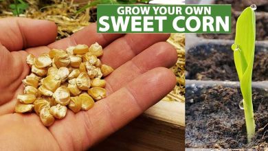 How to Grow Corn From Seeds