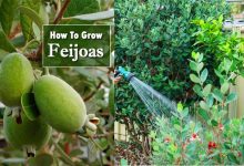 How to Grow Feijoa Apply Active Ideas