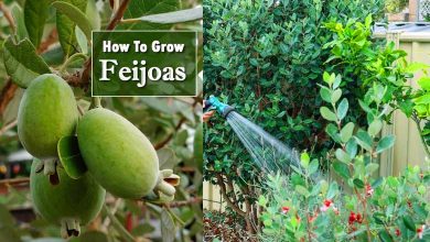 How to Grow Feijoa Apply Active Ideas