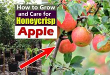 How to Grow Honeycrisp Apples In Pot