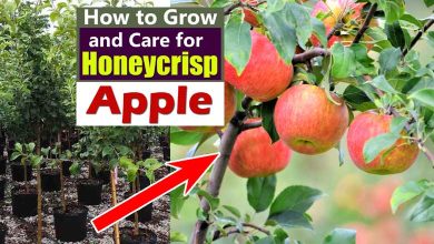 How to Grow Honeycrisp Apples In Pot