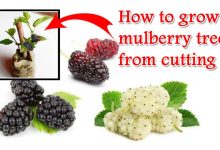 How to Grow Mulberry Tree From Cutting Simple Tips