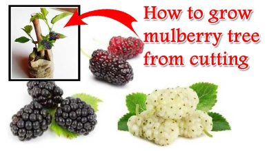 How to Grow Mulberry Tree From Cutting Simple Tips
