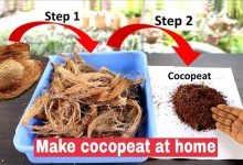 How to Make Coco Peat at Home