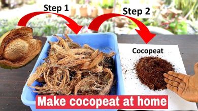 How to Make Coco Peat at Home