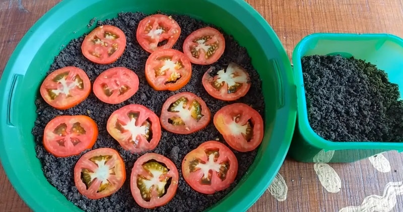 Tomato from seed