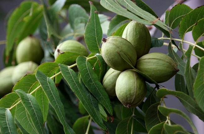 How Fast Do Pecan Trees Grow