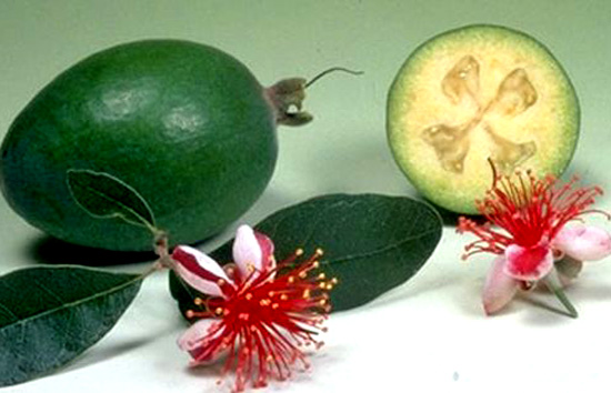 How to Grow Feijoa