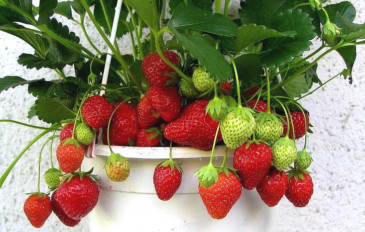 How To Grow Strawberries From Seeds