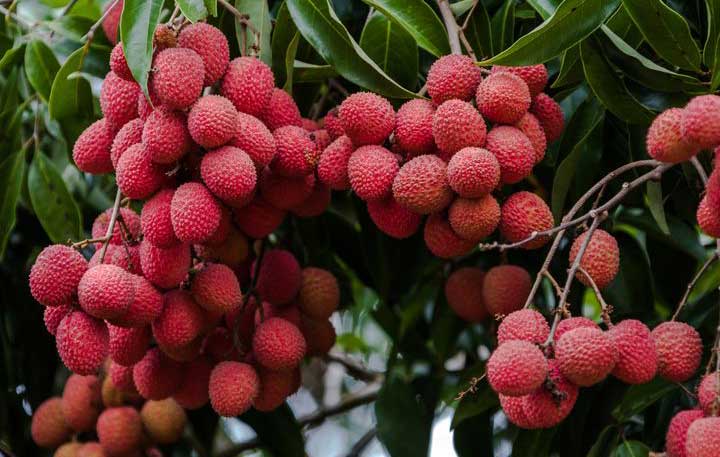lychee fruit