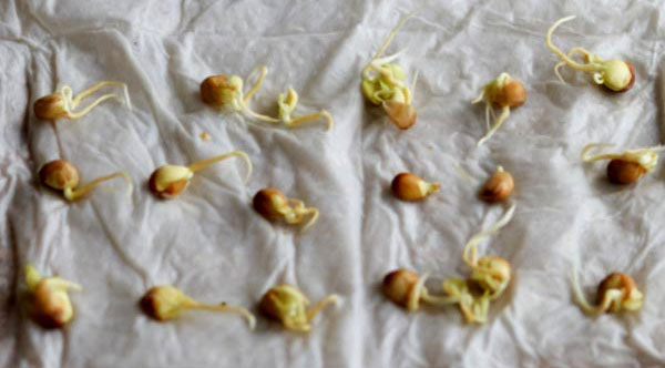 tangerine seeds germination