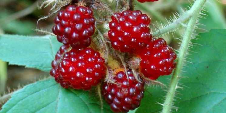 How To Grow Salmonberries From Cuttings
