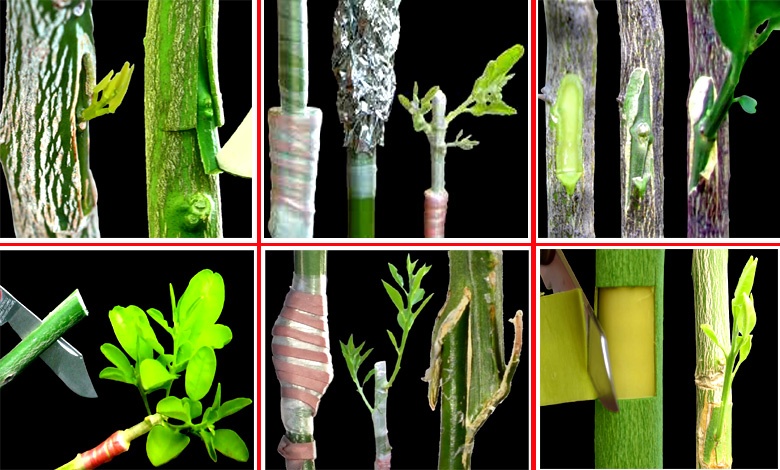 Five Effective Grafting Methods Of Lemon Tree