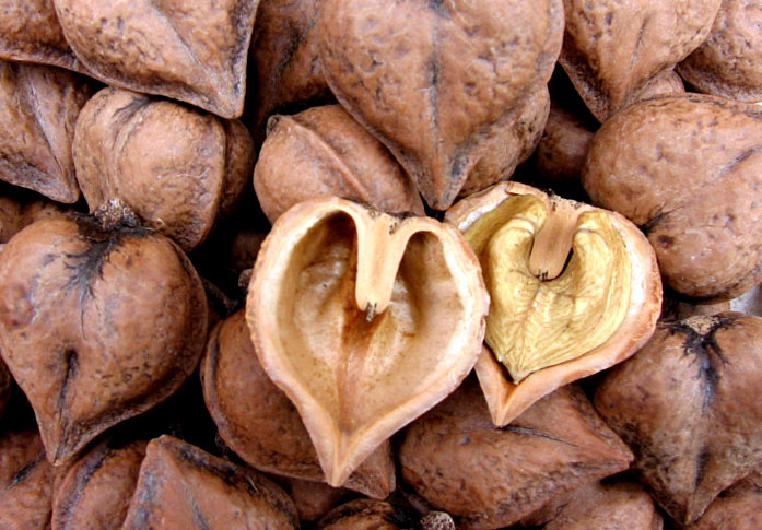 How To Grow Heartnut Tree