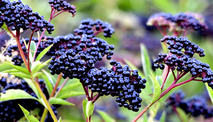 How To Grow Elderberries From Seeds