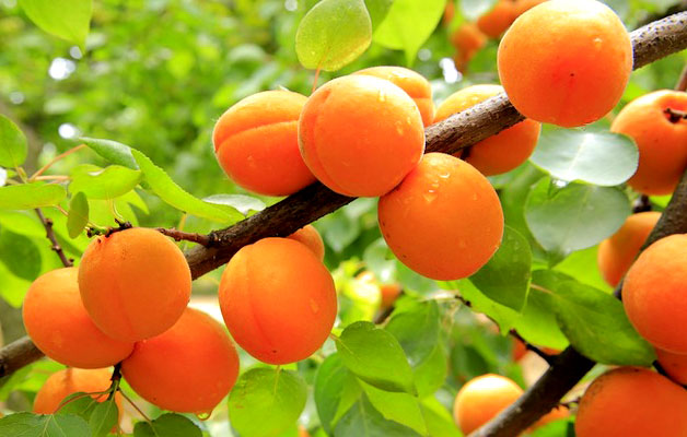 How To Grow Apricots From Seed