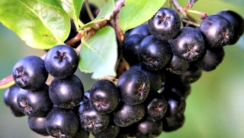 How To Grow Black Chokeberry