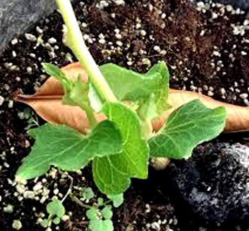 How To Grow Chayote Squash In Container/Bucket