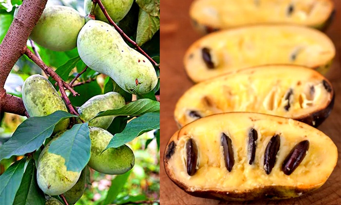 How To Grow Sweet Pawpaws In Pot