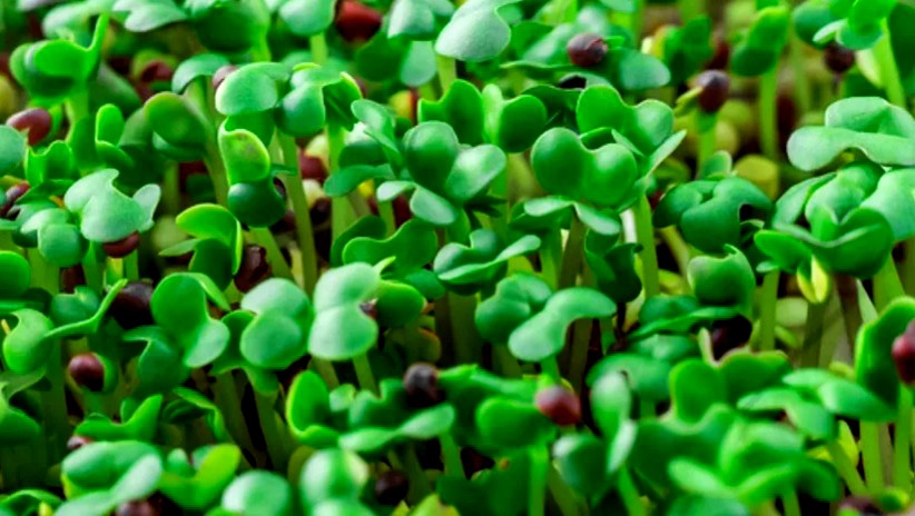 How To Grow Microgreens From Seeds