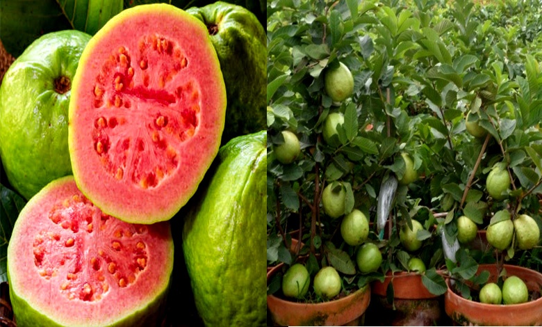 How To Grow Guava In Pot From Seeds And Cuttings
