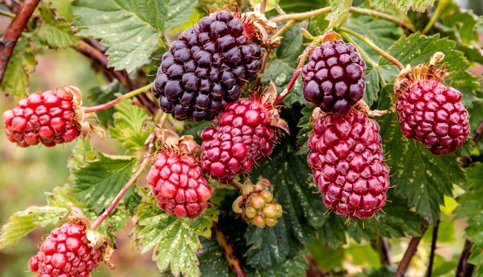 How To Grow Boysenberries